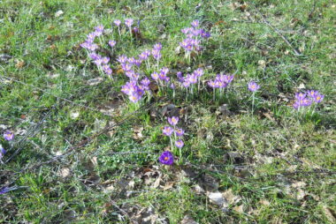Krokus